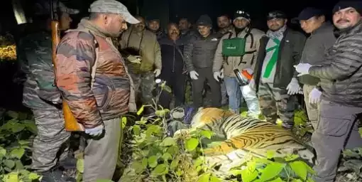 Uttarakhand: तीन महिलाओं को निवाला बनाने वाला बाघ आखिरकार वन विभाग की टीम ने पकड़ा Uttarakhand: तीन महिलाओं को निवाला बनाने वाला बाघ आखिरकार वन विभाग की टीम ने पकड़ा