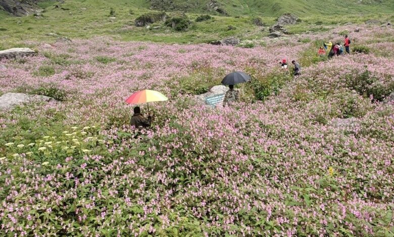 पर्यटकों के लिए खोल दी गई फूलों की घाटी पर्यटकों के लिए खोल दी गई फूलों की घाटी