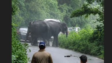 कोटद्वार हाईवे पर हाथियों का आतंक, तीन वाहन क्षतिग्रस्त; सड़क पर लगा लंबा जाम