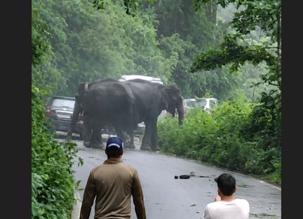 कोटद्वार हाईवे पर हाथियों का आतंक, तीन वाहन क्षतिग्रस्त; सड़क पर लगा लंबा जाम कोटद्वार हाईवे पर हाथियों का आतंक, तीन वाहन क्षतिग्रस्त; सड़क पर लगा लंबा जाम